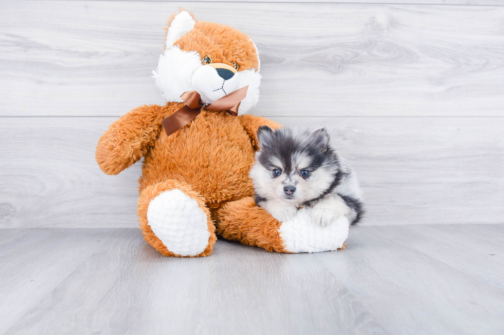 Playful Pomeranian Purebred Pup