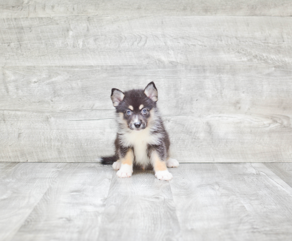 Petite Pomsky Designer Pup