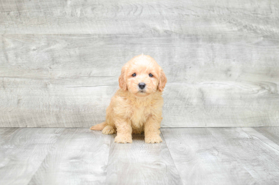 Best Mini Goldendoodle Baby