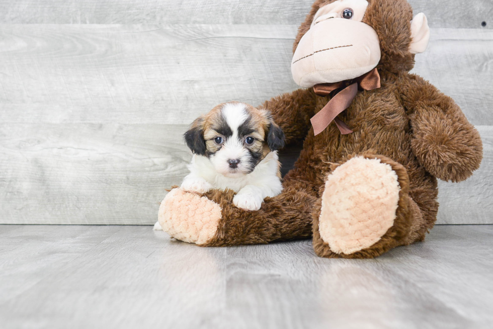 Adorable Shichon Designer Puppy