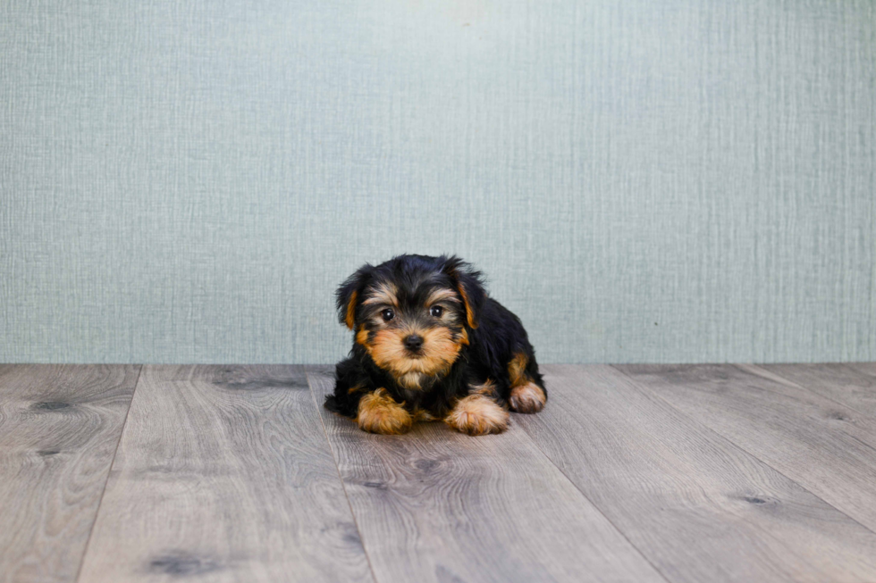 Meet Izzie - our Yorkshire Terrier Puppy Photo 