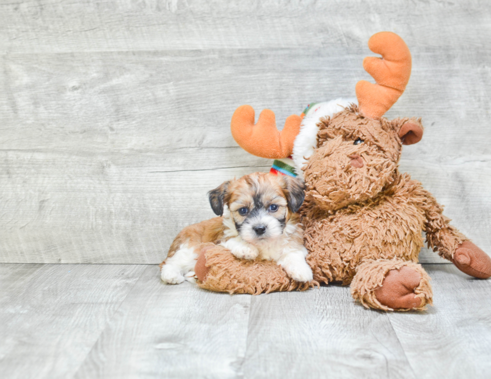 Fluffy Teddy Bear Designer Pup