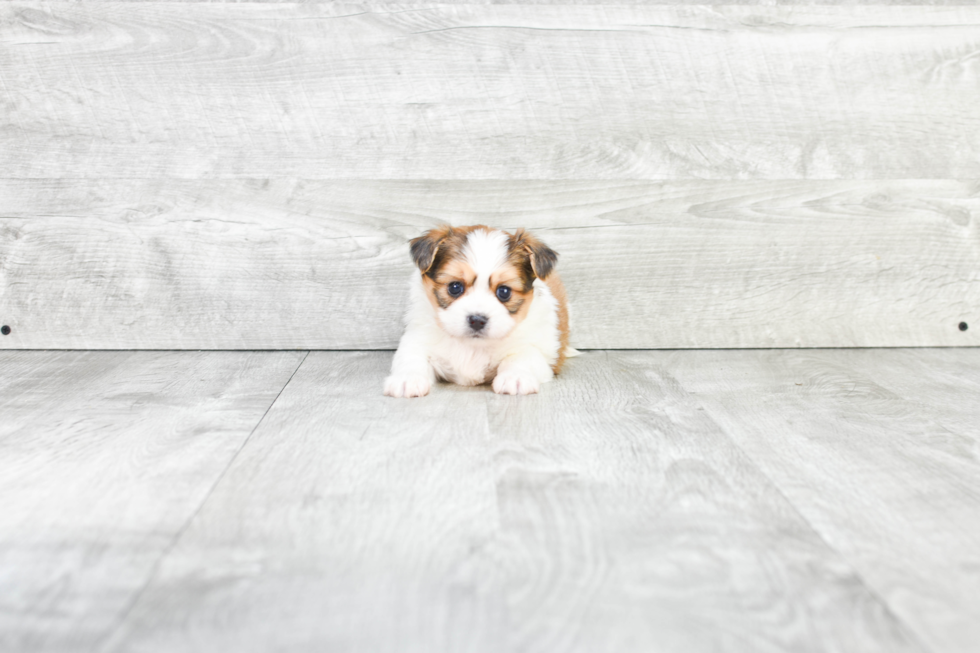 Shorkie Pup Being Cute