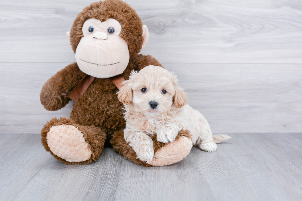 Cute Maltipoo Baby