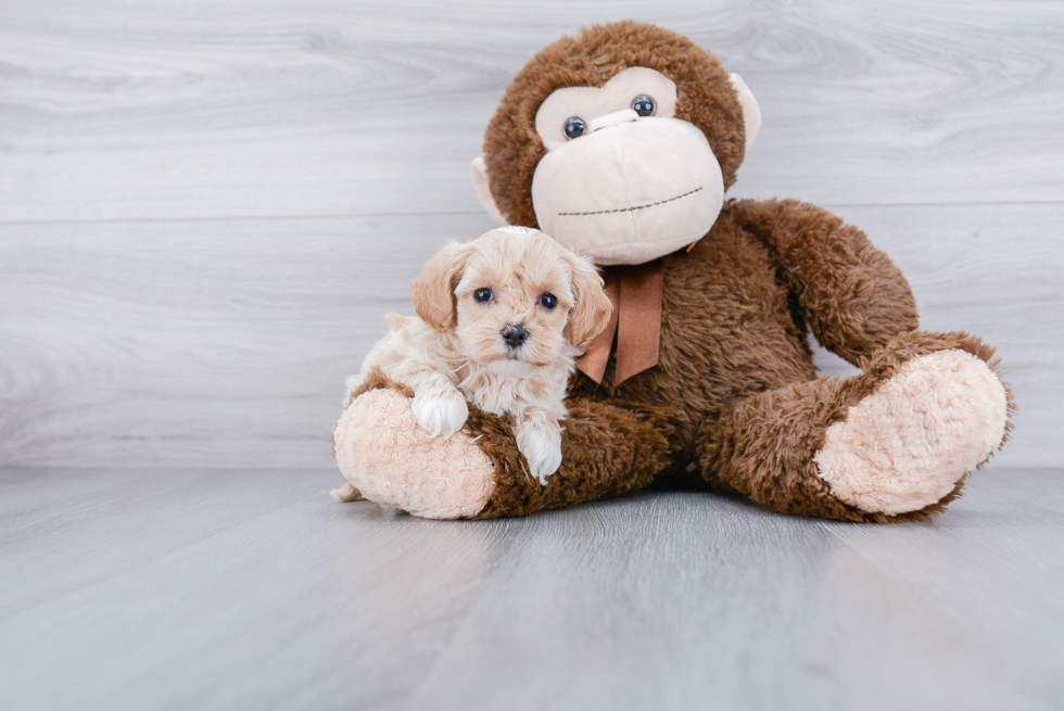 Maltipoo Puppy for Adoption