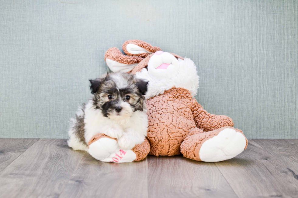 Havanese Pup Being Cute