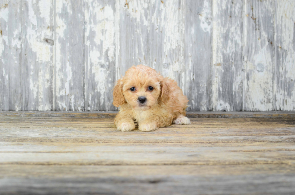 Fluffy Cavapoo Poodle Mix Pup