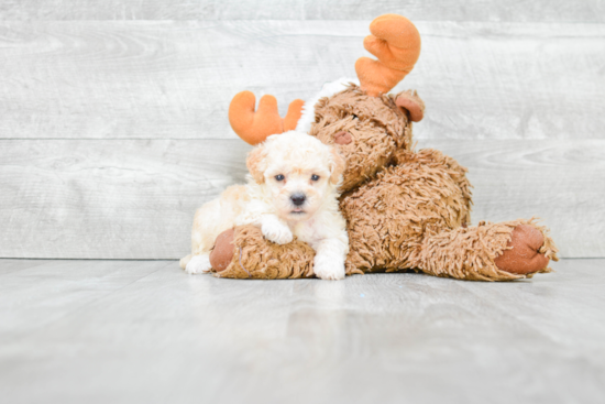 Maltipoo Pup Being Cute