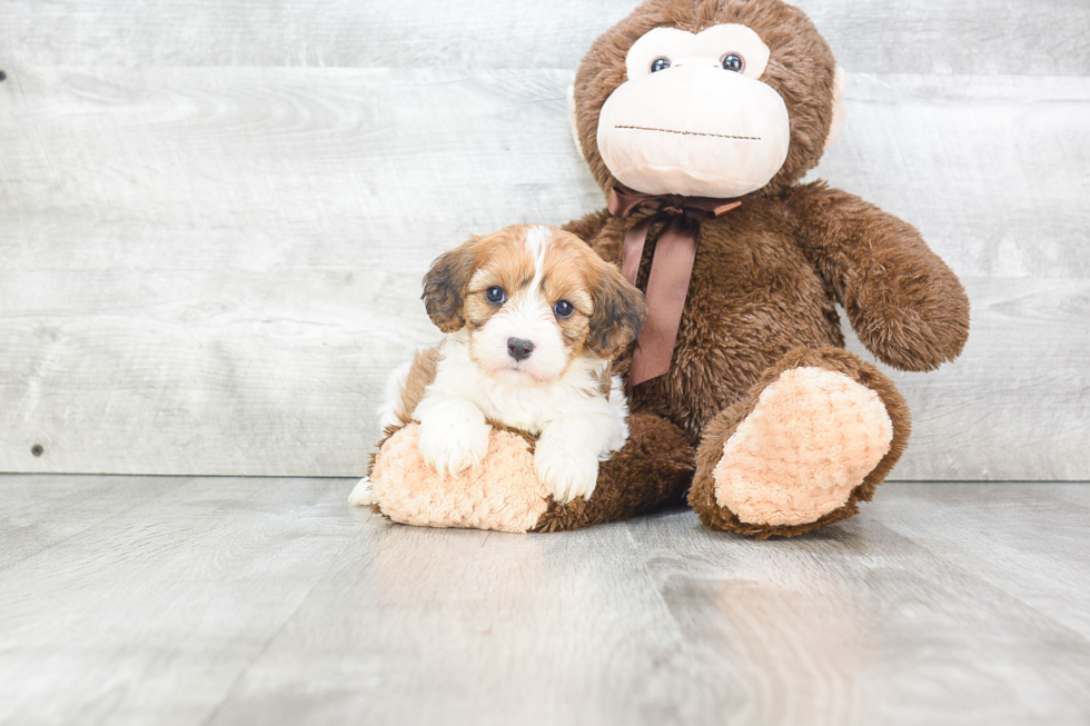 Happy Cavachon Baby