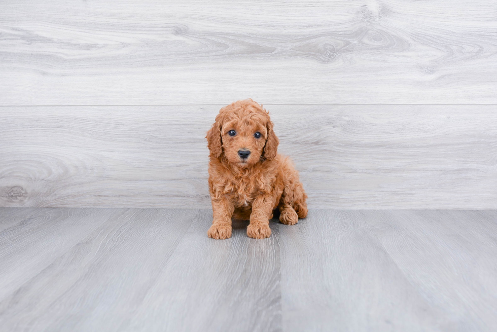 Best Mini Goldendoodle Baby