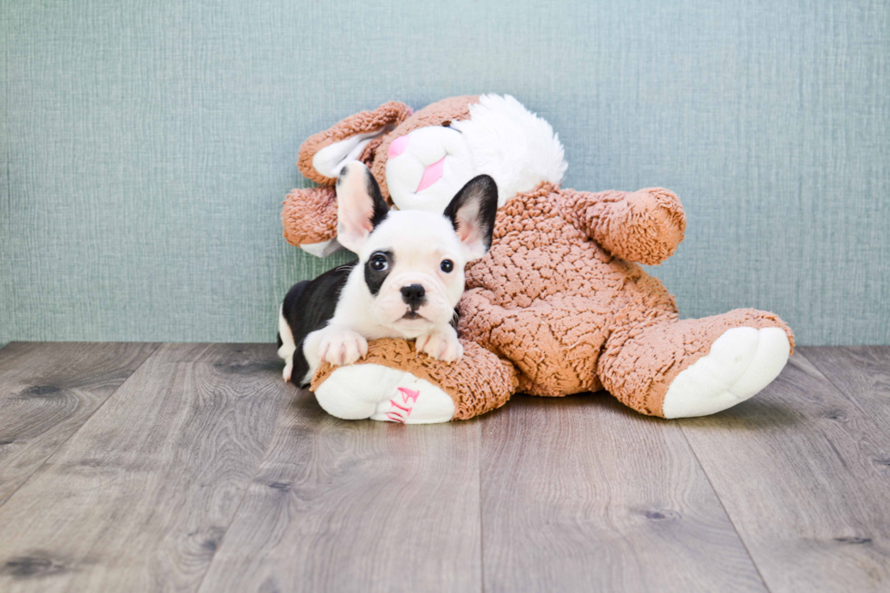 Little French Bulldog Baby