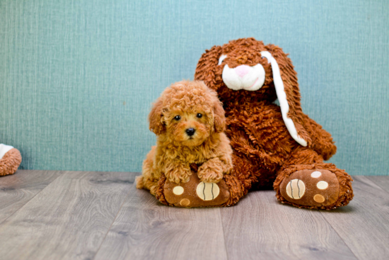 Cavapoo Pup Being Cute