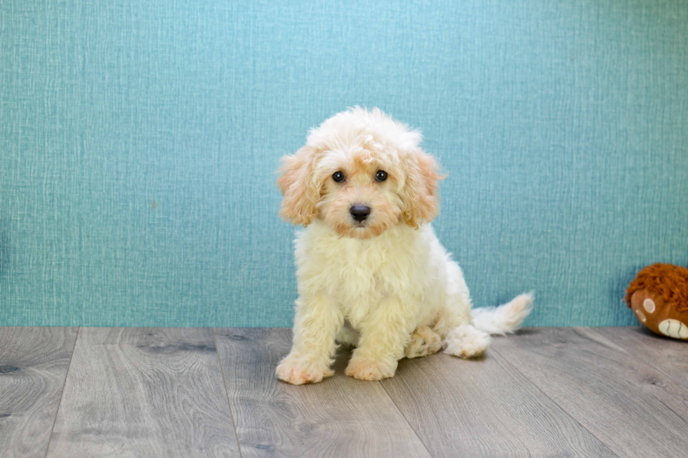 Little Golden Retriever Poodle Mix Puppy