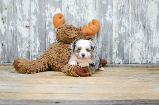 Funny Mini Aussiedoodle Poodle Mix Pup