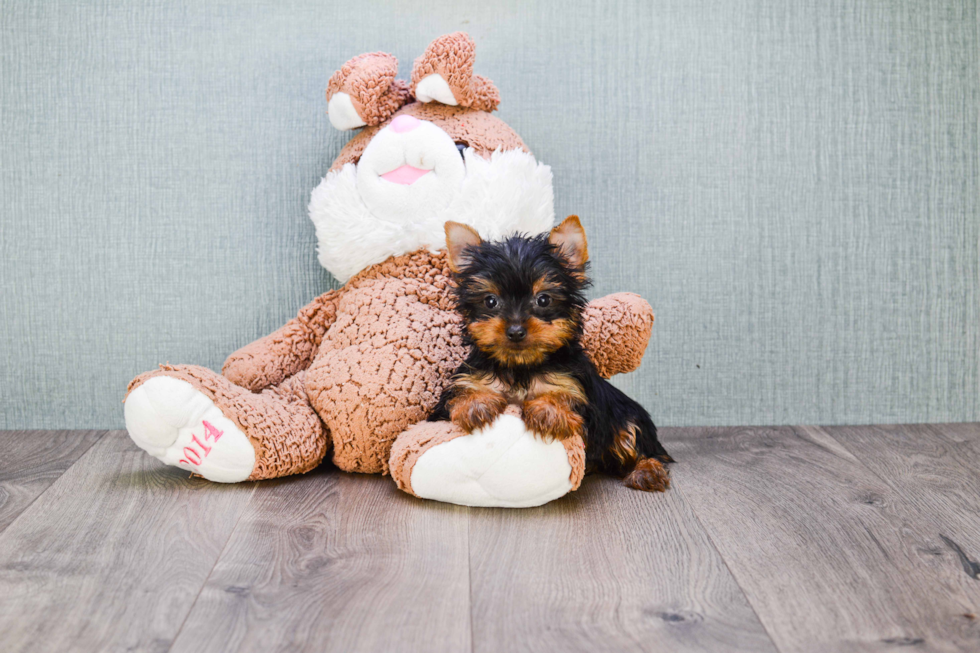 Meet Batman - our Yorkshire Terrier Puppy Photo 