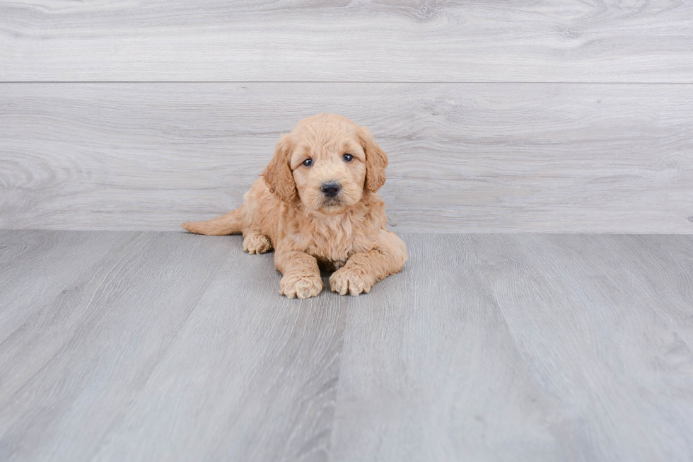 Friendly Mini Goldendoodle Baby