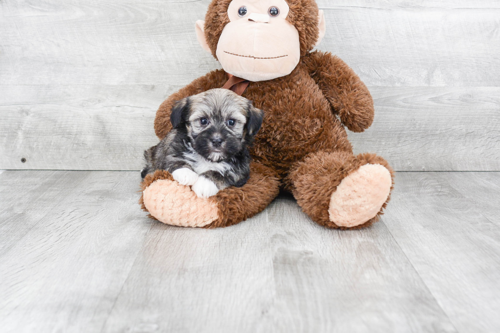 Havanese Pup Being Cute