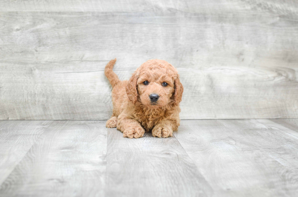 Energetic Golden Retriever Poodle Mix Puppy