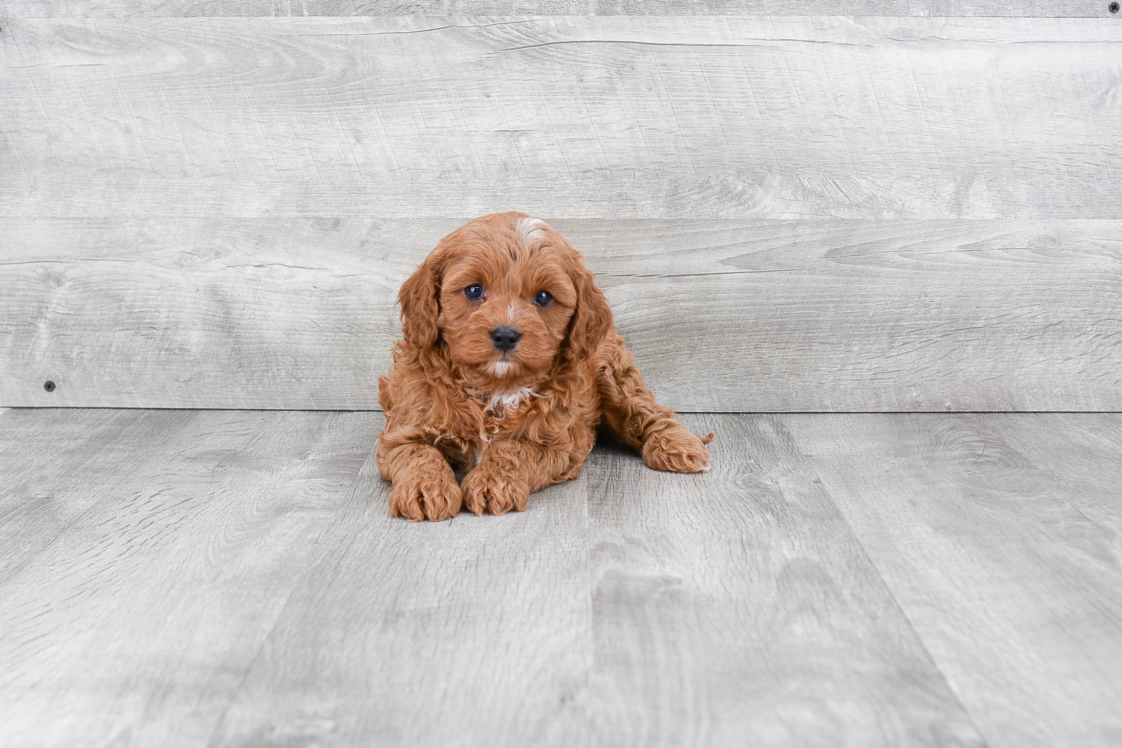 Cavapoo Pup Being Cute