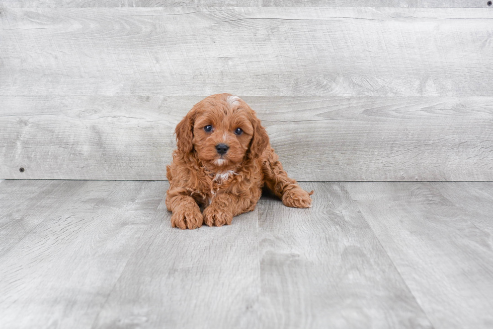 Cavapoo Pup Being Cute