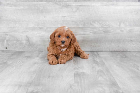 Cavapoo Pup Being Cute