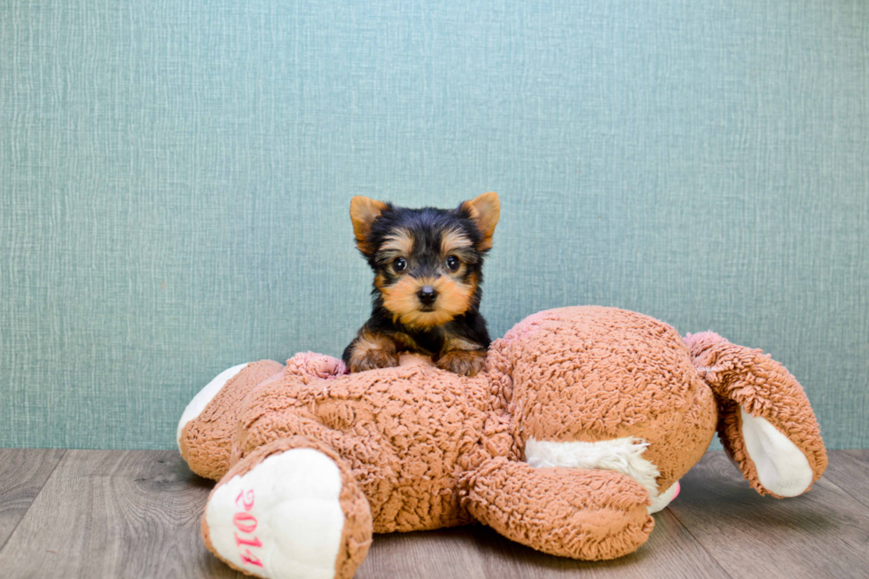 Meet Tinkerbell - our Yorkshire Terrier Puppy Photo 