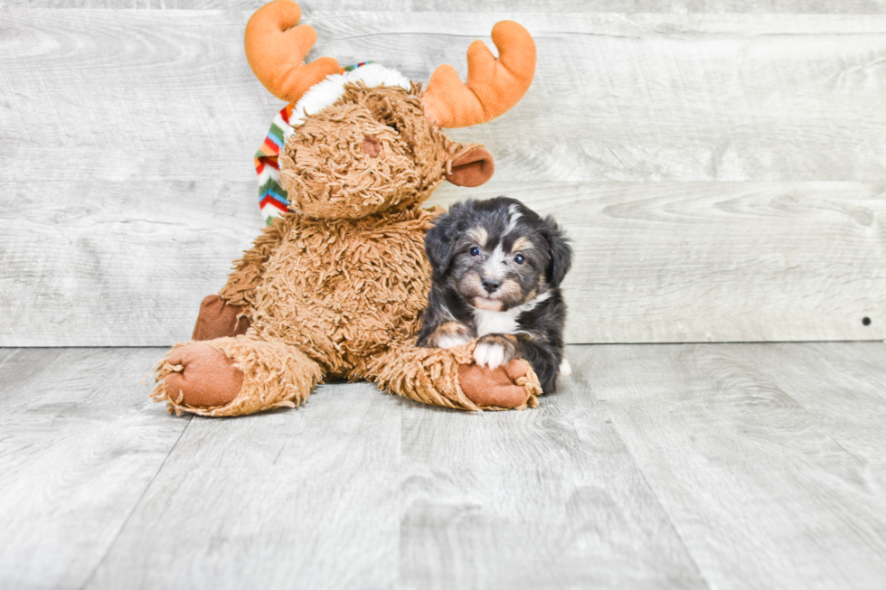 Mini Aussiedoodle Puppy for Adoption