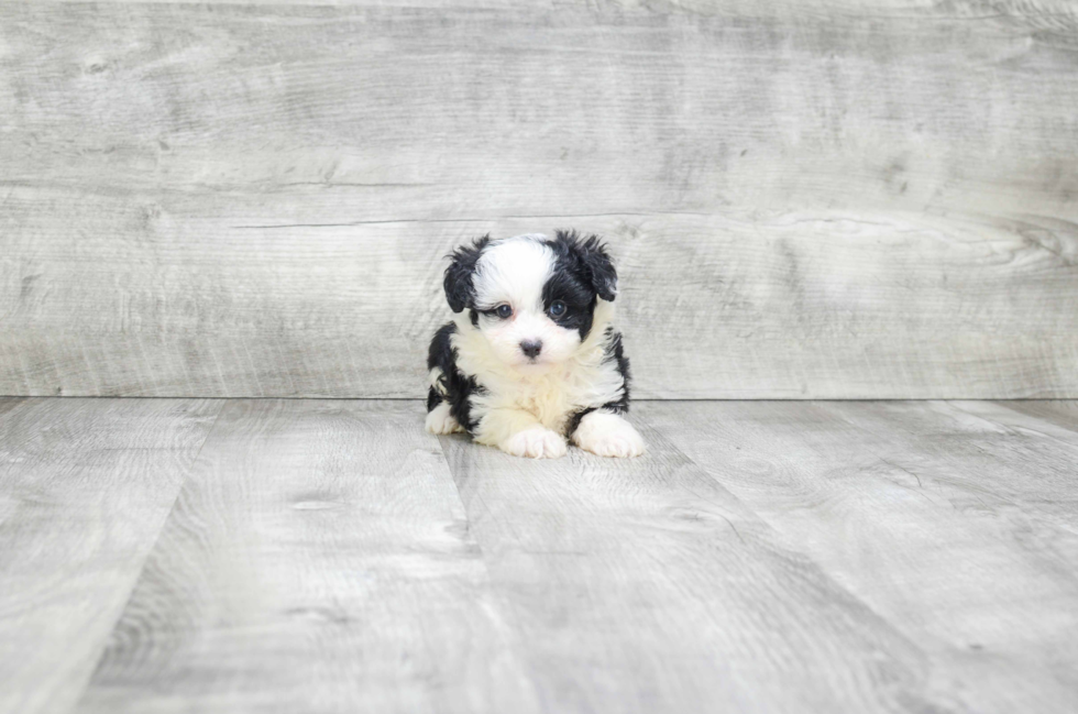 Best Mini Aussiedoodle Baby