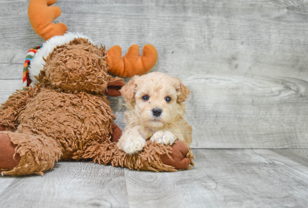 Maltipoo Puppy for Adoption