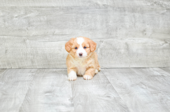 Small Mini Bernedoodle Baby