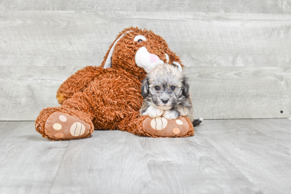 Funny Havanese Baby