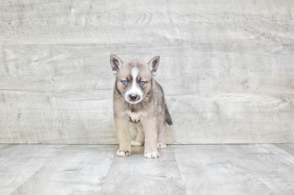 Pomsky Pup Being Cute