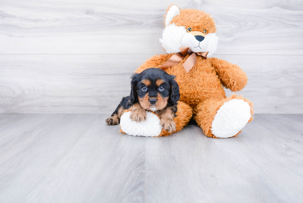 Smart Cavalier King Charles Spaniel Purebred Puppy