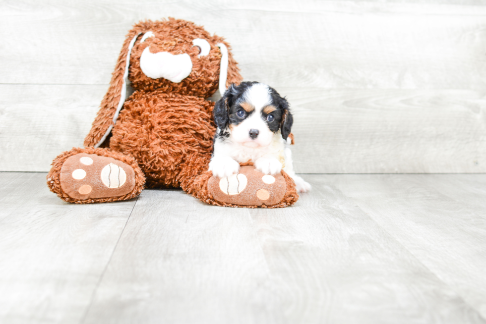 Cavalier King Charles Spaniel Pup Being Cute