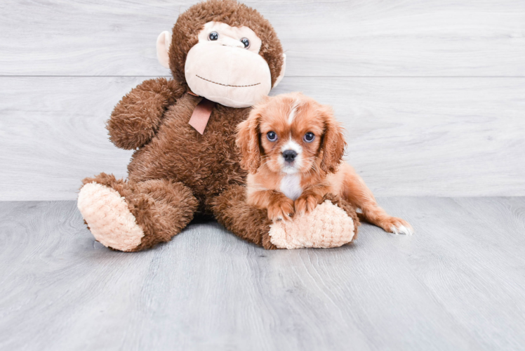 Smart Cavalier King Charles Spaniel Purebred Puppy