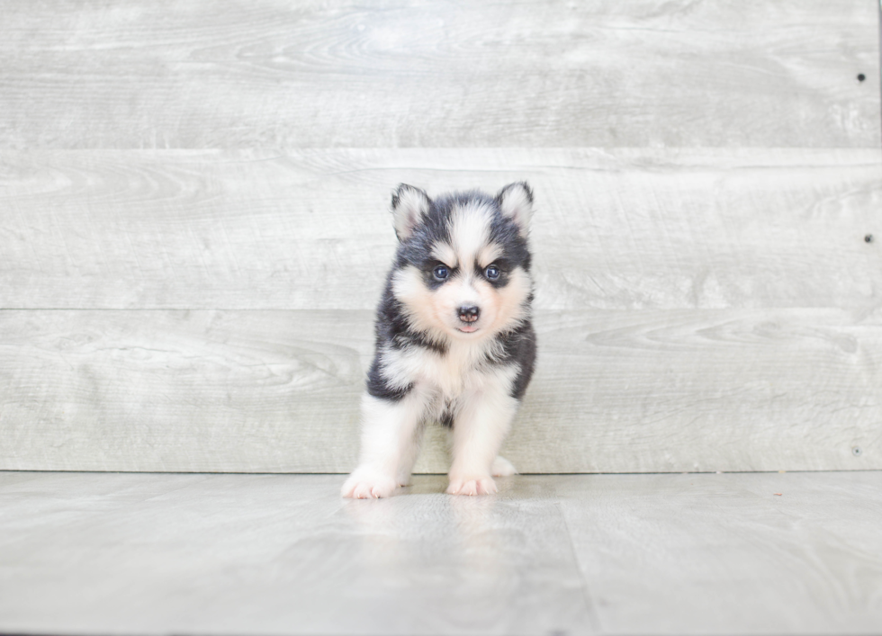 Pomsky Pup Being Cute