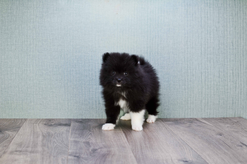 Pomeranian Puppy for Adoption