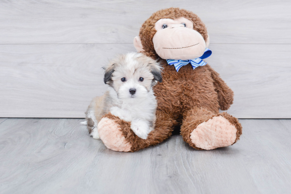 Best Havanese Baby