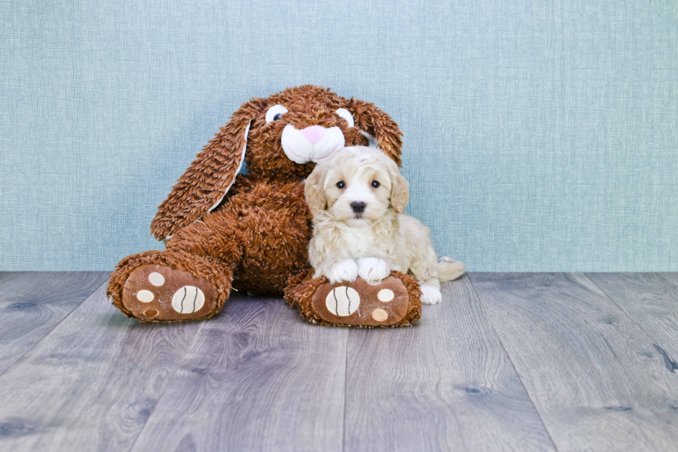 Funny Mini Goldendoodle Poodle Mix Pup