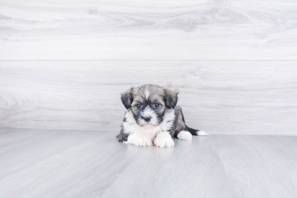 Akc Registered Havanese Purebred Pup