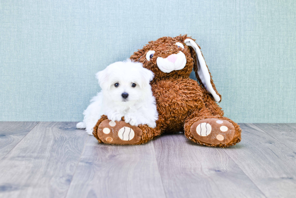 Maltese Pup Being Cute