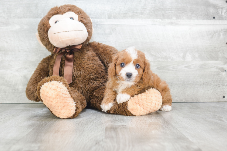 Small Cavapoo Baby