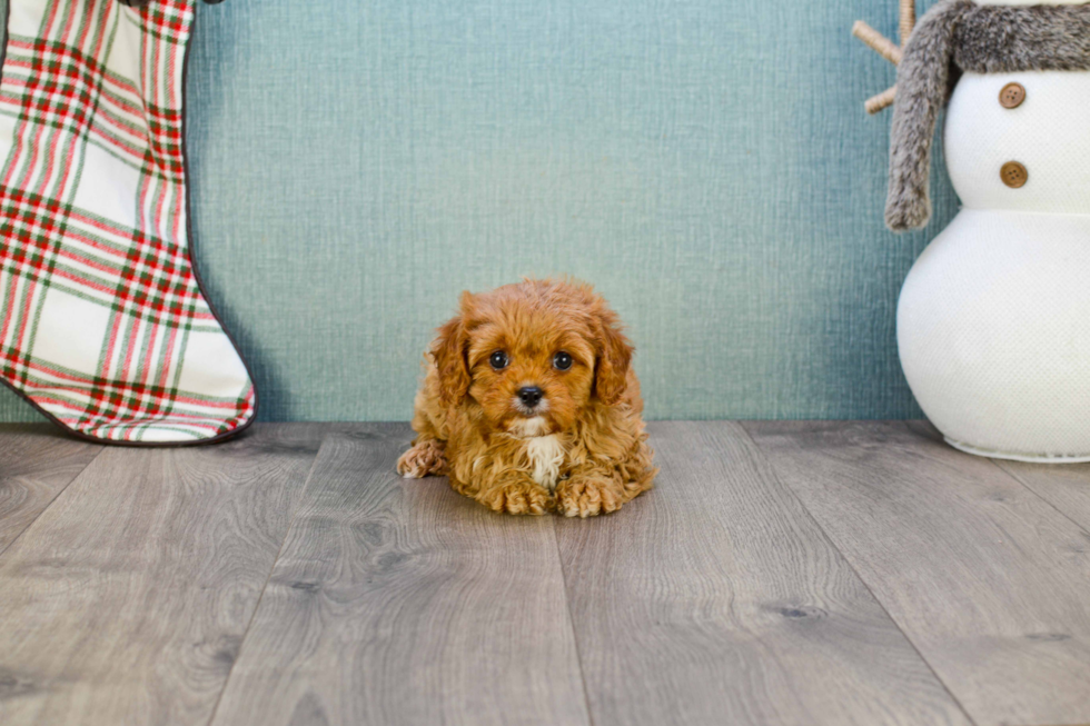 Cute Cavapoo Baby