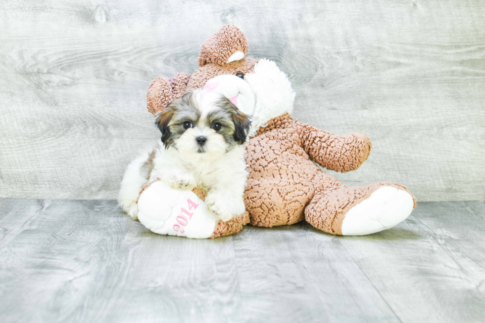 Teddy Bear Pup Being Cute