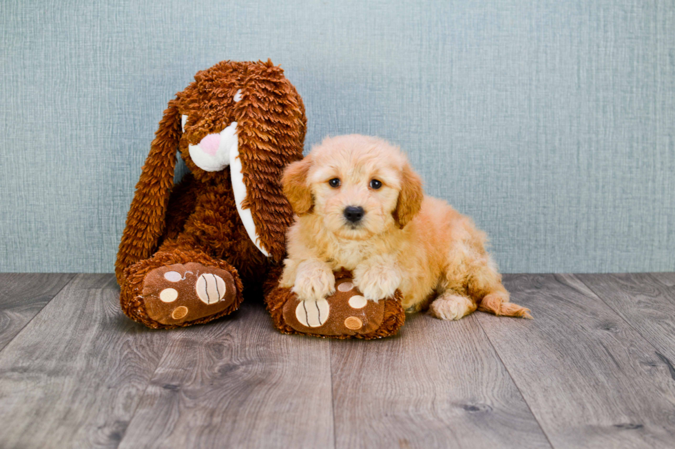 Best Mini Goldendoodle Baby