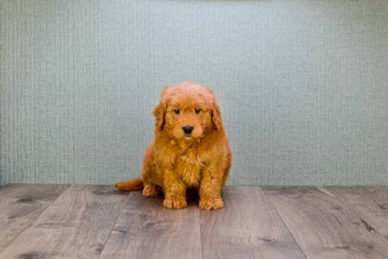 Sweet Mini Goldendoodle Baby