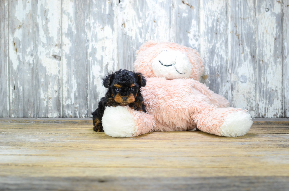 Popular Yorkie Poo Poodle Mix Pup