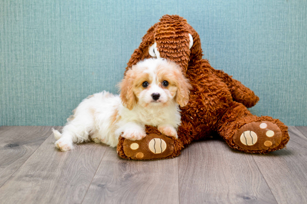 Playful Cavalier Designer Puppy