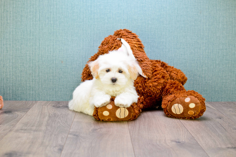 Best Maltipoo Baby