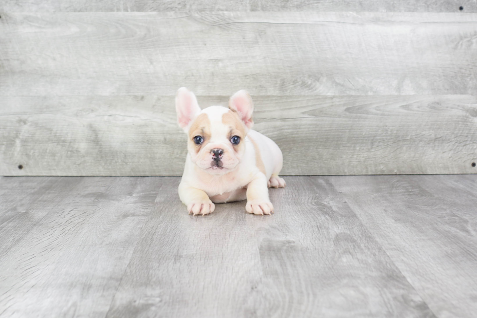 French Bulldog Pup Being Cute